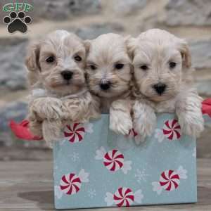 Snowflake, Maltipoo Puppy